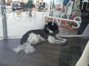 How much is that doggie in the window